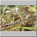 Nephrotoma pratensis - Schnake w04a.jpg